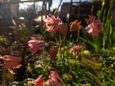 Otların arasında bir demet pembe çiçek var..