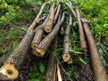 Ormanda yerde yatan bir odun yığını.