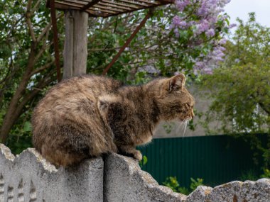 Bir kedi, bir leylağa karşı beton bir çitte oturur..