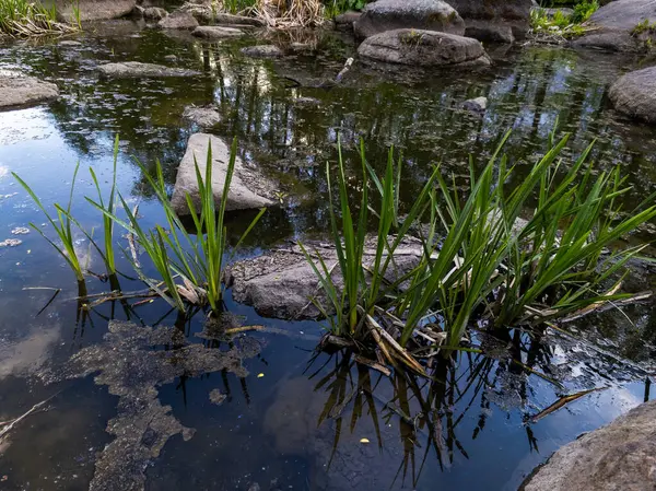 İçinde kayalar ve bitkiler olan küçük bir gölet..