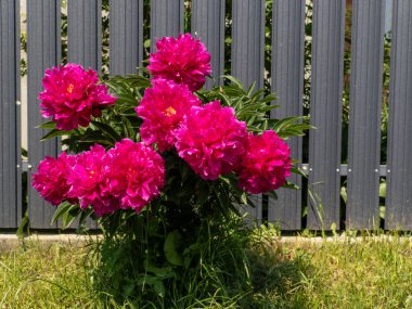 Gri bir çitin önündeki çimlerde pembe şakayık çiçeği yetişir..