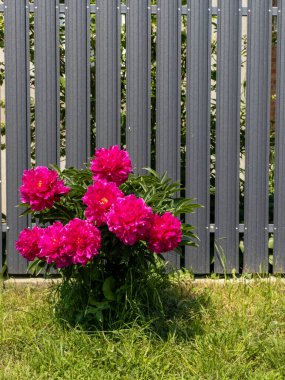 Gri bir çitin önündeki çimlerde pembe şakayık çiçeği yetişir..