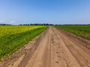 Yeşil bir tarlanın ortasında toprak bir yol..