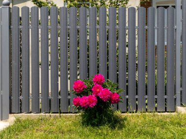 Gri bir çitin önündeki çimlerde pembe şakayık çiçeği yetişir..
