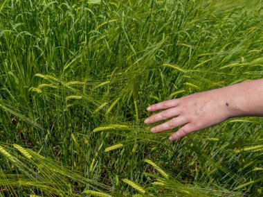 İnsan eli buğday tarlasına ve arpa sapına dokunur..