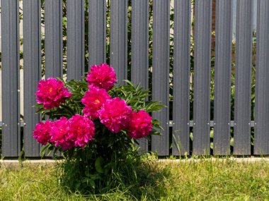 Gri bir çitin önündeki çimlerde pembe şakayık çiçeği yetişir..