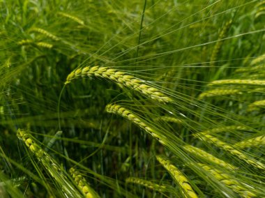 Buğday tarlası ve arpa sapları.