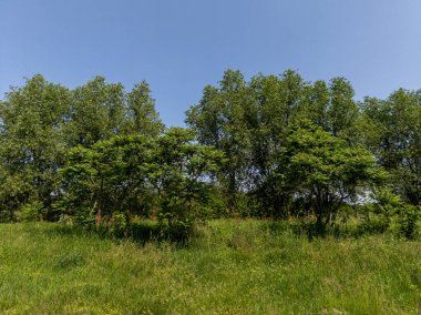 Arka planda ağaçlar ve mavi gökyüzü olan çimenlik bir alan..