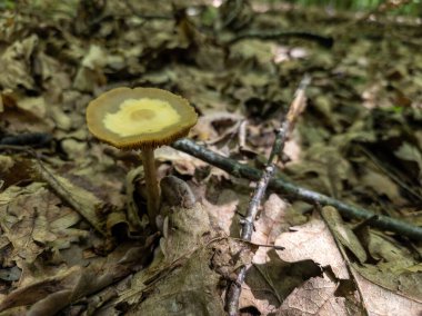 Ormanda yerde küçük sarı bir mantar.