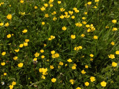 Bir tarla dolusu sarı çiçek..