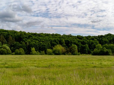 Arka planda ağaçlar ve gökte bulutlar olan otlak bir alan..