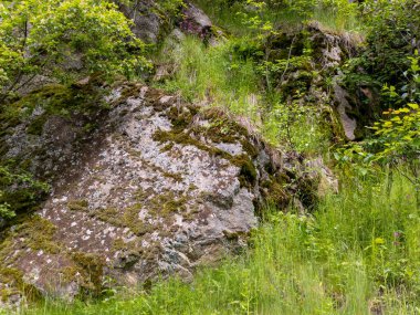 Yeşillik bir ormanın ortasında büyük bir kaya..