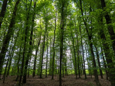 Ormanın ortasında ağaçlarla dolu bir orman..