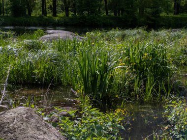 Küçük bir gölet, yemyeşil bir ormanın ortasında işleniyor..