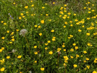 Çimenli bir alanda sarı bir çiçek tarlası.