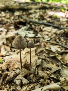 Yerde bir çift küçük mantar var..