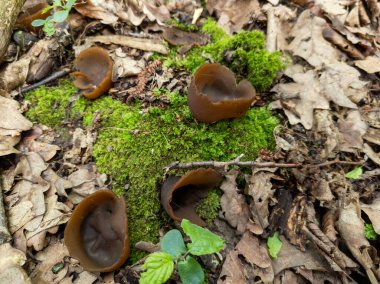 Yosun kaplı bir yerde bir grup kahverengi mantar..