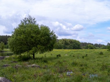 Çimenli bir tarlanın ortasında, gölün yanında yalnız bir ağaç..