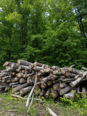 Toprak bir tarlanın tepesinde duran kütük yığını.