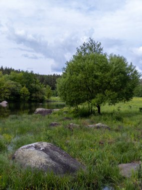 Çimenli bir tarlanın ortasında, gölün yanında yalnız bir ağaç..