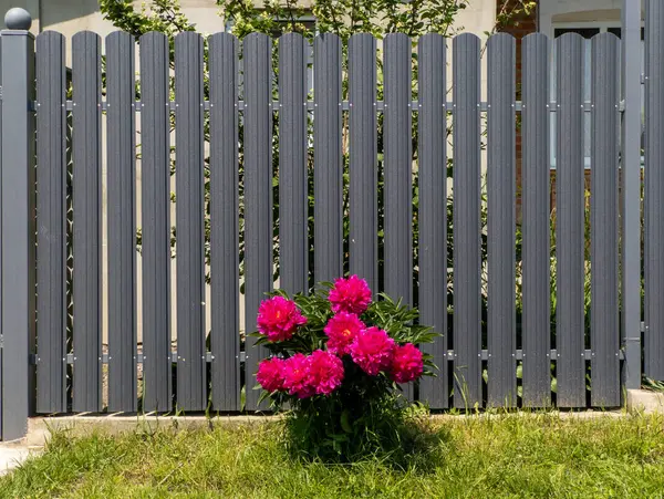 Gri bir çitin önündeki çimlerde pembe şakayık çiçeği yetişir..