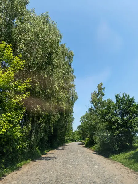 Ormanlık alanın ortasında, her iki tarafında ağaçlar olan kaldırım taşı yolu..