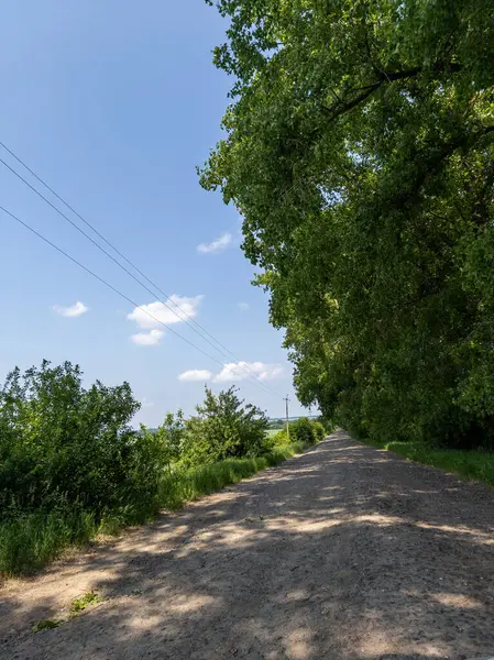 Ağaçlar ve elektrik hatları olan ağaçlık bir bölgenin ortasında toprak bir yol..