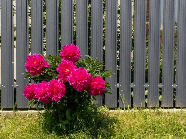 Gri bir çitin önündeki çimlerde pembe şakayık çiçeği yetişir..