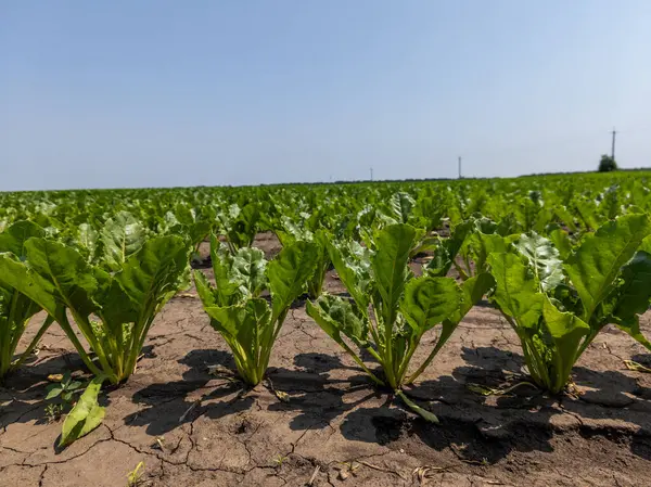 Şeker pancarı tarlası, sıra sıra yeşil yapraklar..
