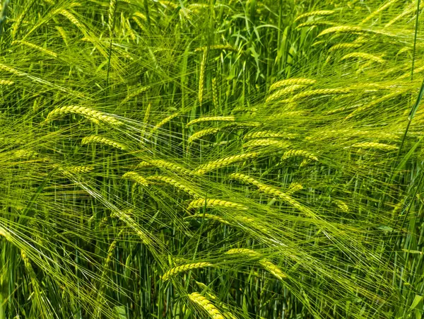 Buğday tarlası, soğutuculu arpa. Yakın plan..