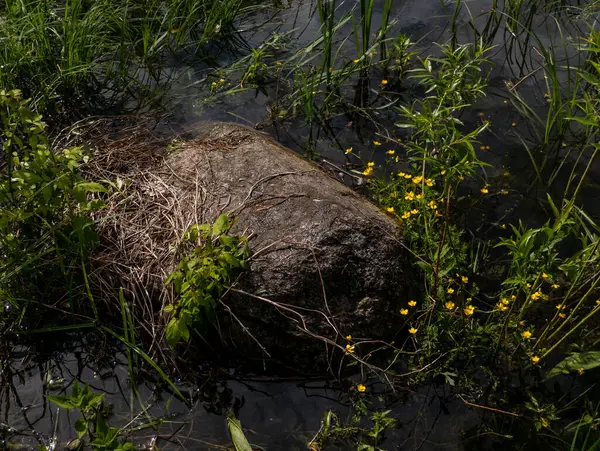 Çimen ve çiçeklerle çevrili bir göletin ortasında büyük bir kaya..