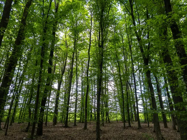 Ormanın ortasında ağaçlarla dolu bir orman..