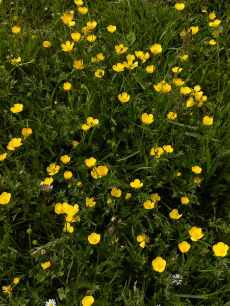 Çimenli bir alanda sarı bir çiçek tarlası.