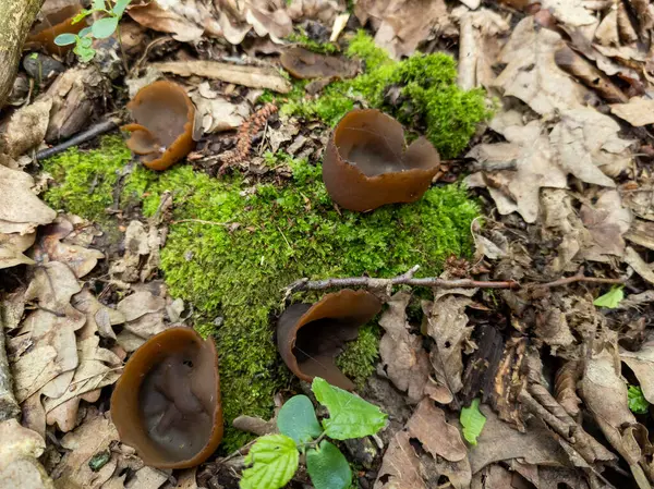Yosun kaplı bir yerde bir grup kahverengi mantar..