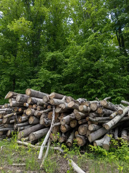 Toprak bir tarlanın tepesinde duran kütük yığını.