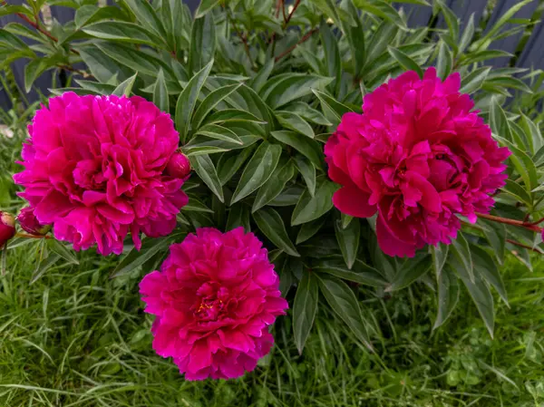 Bahçede yeşil yapraklı üç pembe çiçek.