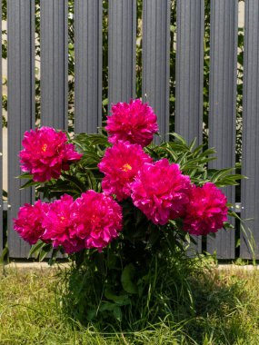 Gri bir çitin önündeki çimlerde pembe şakayık çiçeği yetişir..