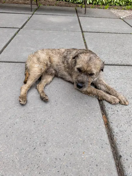 Kaldırımda yerde yatan bir köpek..