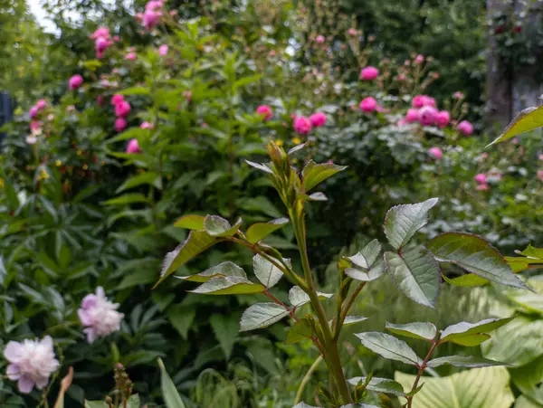 Çiçeklerle dolu bir çalılık yemyeşil bir bahçenin ortasında.