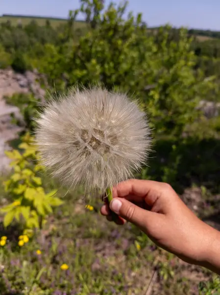 Çiçek tarlasında elinde karahindiba tutan biri..