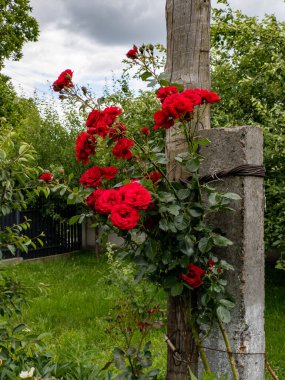 Bahçedeki tahta bir direkte büyüyen bir demet kırmızı gül..