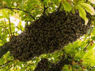 Ağaç dalından sarkan bir arı sürüsü.