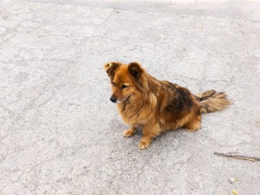 Caddenin ortasında yerde oturan kahverengi bir köpek..