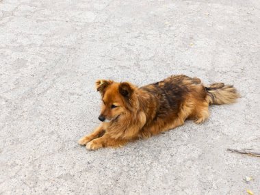 Kahverengi bir köpek sokağın ortasında yerde yatıyordu..