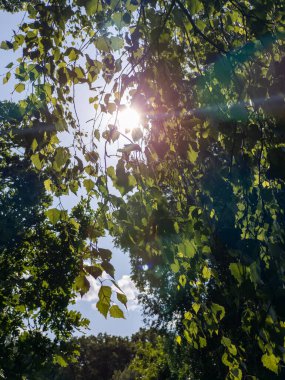 Güneş bir ağacın yapraklarının arasından parlıyor.