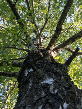 Üzerinde yeşil yapraklar olan büyük bir ağaç.