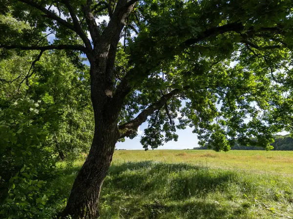 Otlağın ortasında büyük bir ağaç.
