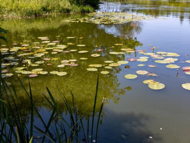 Gölün ortasında bir sürü nilüferle dolu bir gölet..