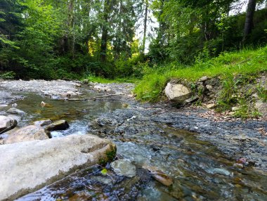 Taşlarla dolu yemyeşil bir ormanda akan bir dere..