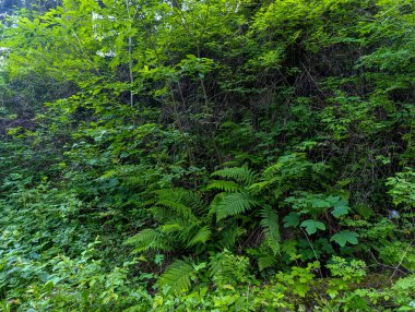 Bir sürü bitki ve ağaçla dolu yemyeşil bir orman..